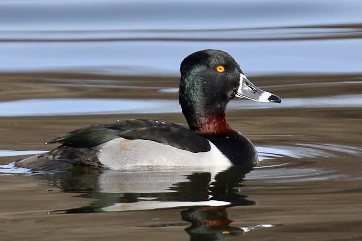 Ring-necked Duck (Aythya collards), drake by Howard Patterson is licensed under CC BY-NC-SA 2.0.